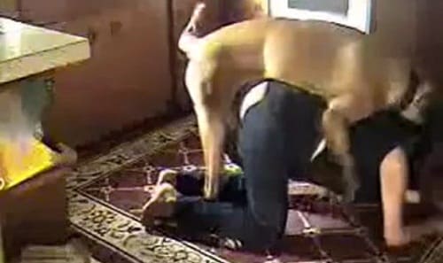 افلام سكس حيوانات عاهرة مشتهية نيك فى الطيز من كلب هايج