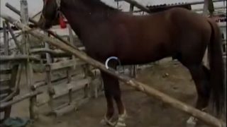 نيك ميلف من حصان افلام سكس حيوانات موقع زباوي الجديدة والمثيرة للقذف