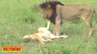 سكس حيونات مع بعض اسد مع لبوة وقرد مع قرده وسحلف مع سحلفة وأكثر