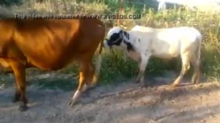 سكس عجل مع بقرة مقطع نيك مضحك شاهد ماذا حدث للعجل فيلم حيوانات