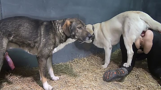 بورنو كلاب جديد – فيلم سكس حيوانات كلبين مع عاهرة