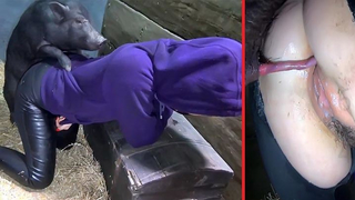 سكس خنازير مع بنات – فيلم نيك حيوانات جديد خنزير فاشخ كس فتاه