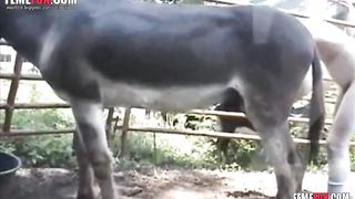 شاب شاذ يتناك من حمار – فيلم ءىءء حيوانات ساخنه مخنث من جحش