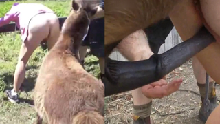 اجمل فيلم نيك حيوانات – العاهرت تحصل على ممارسة الجنس مع الحصان