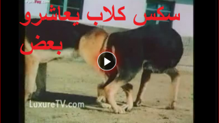 سكس كلاب يعاشرو بعض – نيك كلابي ممتع وساخن -سكس حيوانات 2022